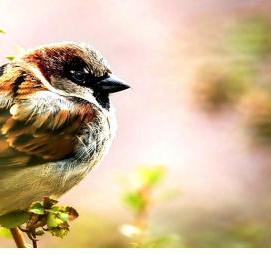 Виниловые обои с птицами - модель 1