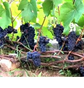 Виноград саженцы зилга - вариант 1