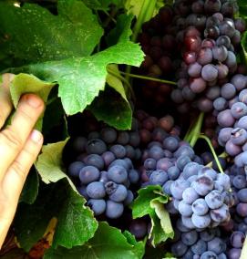 Виноград саженцы зилга - вариант 4