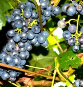 Виноград саженцы зилга - вариант 2