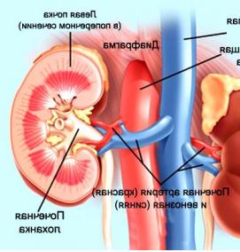 Визуализация почек - модель 1