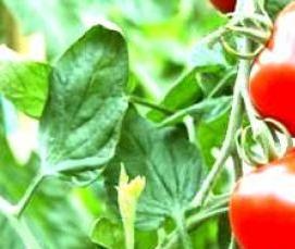 Вологодские теплицы - вариант 1