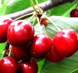 Всл черешня саженцы - модель 3