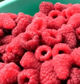 яблоня малина саженцы - модель 1