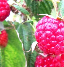 яблоня малина саженцы - модель 4