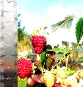 яблоня малина саженцы - модель 3