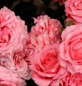 японские розы саженцы - вариант 1