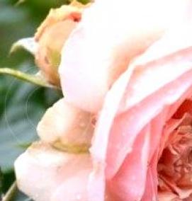 японские розы саженцы - вариант 4