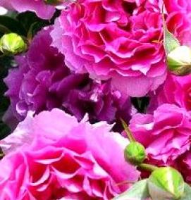 японские розы саженцы - вариант 3