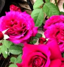 японские розы саженцы - вариант 2