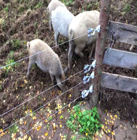 Для системы электропастух - вид 1