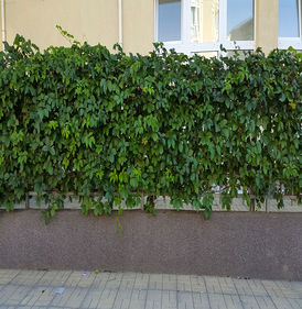 Из вьющихся растений - вид 1