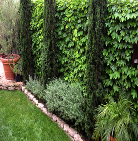 Из вьющихся растений - вид 4