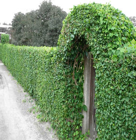 Из вьющихся растений - вид 3