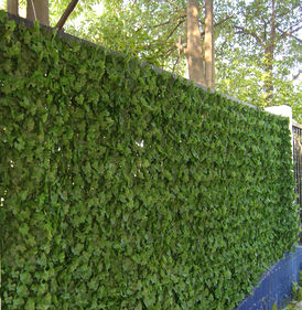 Из вьющихся растений - вид 2