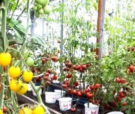 Заглубленная теплица - модель 1