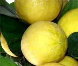 Заглубленная теплица термос - вариант 2