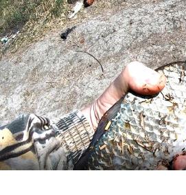 Закидушка с кормушкой - модель 1