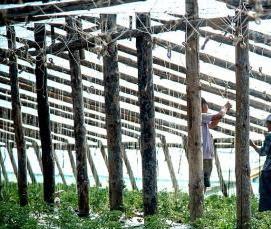 Закрытая теплица - тип 2