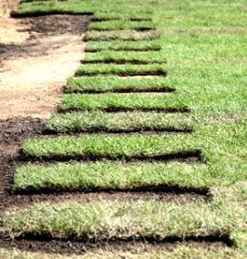 Зеленый газон в рулонах - тип 1