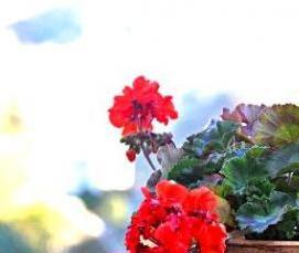 Зеленый кирпич для цветов - вариант 4