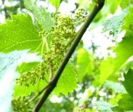 Зеленый кирпич для цветов - вариант 3