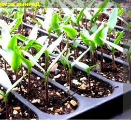 Земля для посадки рассады - вариант 4