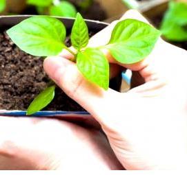 Земля для посадки рассады - вариант 3