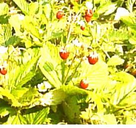 Земляника лесная рассада - модель 1