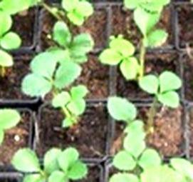 Земляника лесная рассада - модель 4