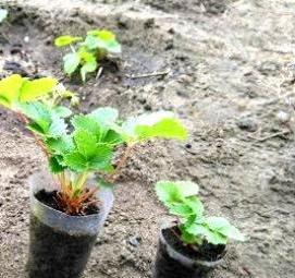 Земляника лесная рассада - модель 3