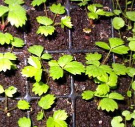 Земляника лесная рассада - модель 2