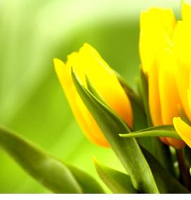 Желтые фотообои - тип 1