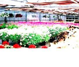 Зимние отапливаемые теплицы - модель 1