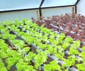 Зимние отапливаемые теплицы - модель 4