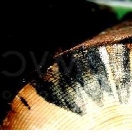 Зимний брус - тип 4