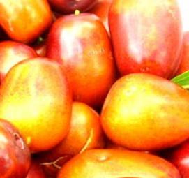 Зизифус саженцы - модель 1