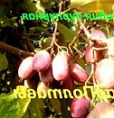 Двухлетний саженец винограда Елец