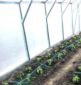 Автоматический полив в теплице - вариант 1