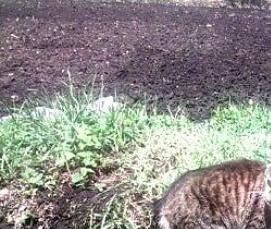 Барьерная дератизация - тип 4