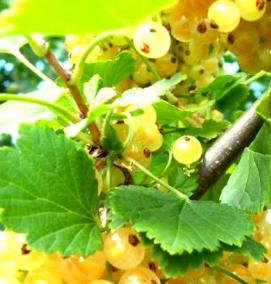 Белая смородина саженцы - тип 1