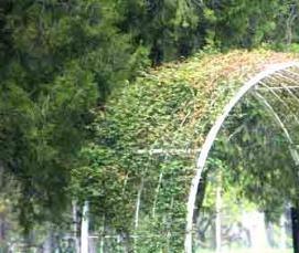 Беседка из асбестовых труб - модель 4