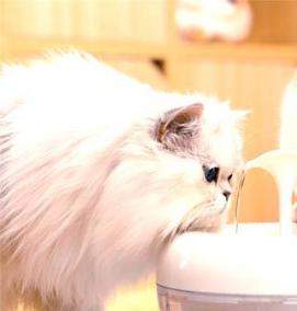 Бесшумный фонтан для кошек - вариант 2