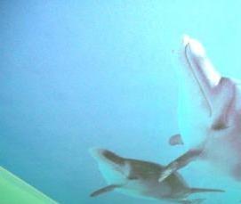 Бирюзовый натяжной потолок - модель 2