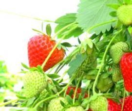 Большая зимняя теплица - вариант 1