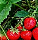 саженцы клубники сенсация Казань