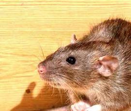 Дезинфекция без запаха - модель 3