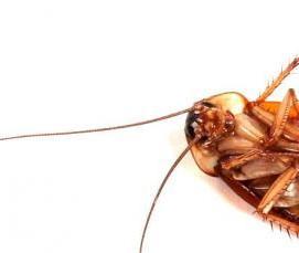 Дезинсекция столовой - вариант 4