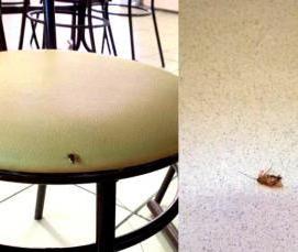 Дезинсекция в школе - вариант 3