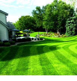 Домашний газон - модель 4